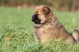 CHOW CHOW 239